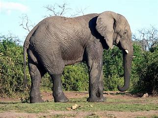 olifant